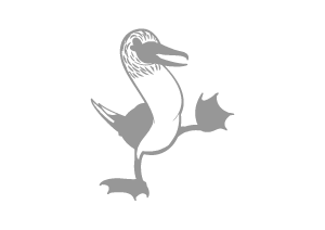 blue-red-footed-boobies